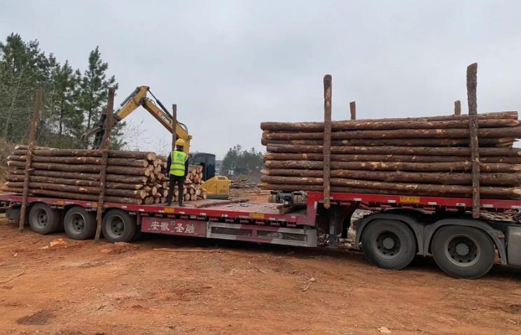 松木樁和杉木樁哪個更適合打木樁？兩者區(qū)別有哪些？