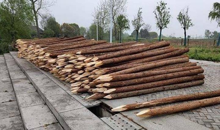 杉木樁為什么這么受歡迎？杉木樁有哪些優(yōu)點和缺點？