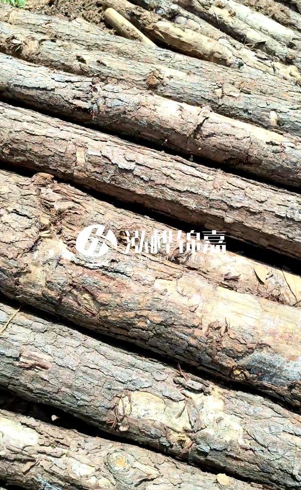 佛山松木樁源頭廠家-松木樁和杉木樁在河道治理中哪個(gè)更耐用？