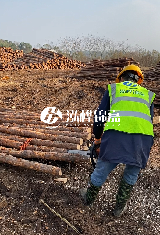 廣東松木樁3米生產(chǎn)廠家-3米直徑12松木樁多少錢？