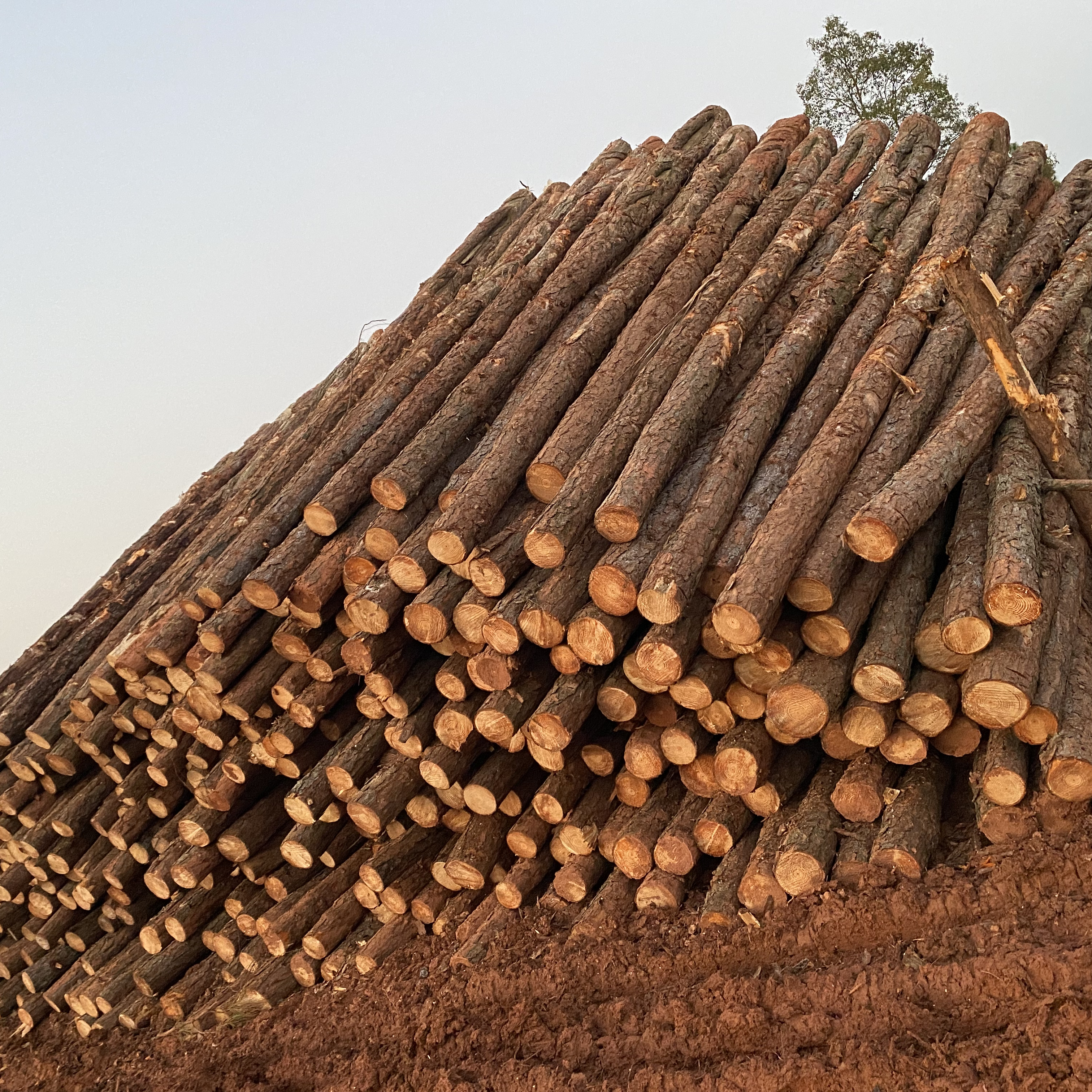 松木樁廠家泓樺錦嘉-松木樁施工后出現(xiàn)松動(dòng)怎么加固？