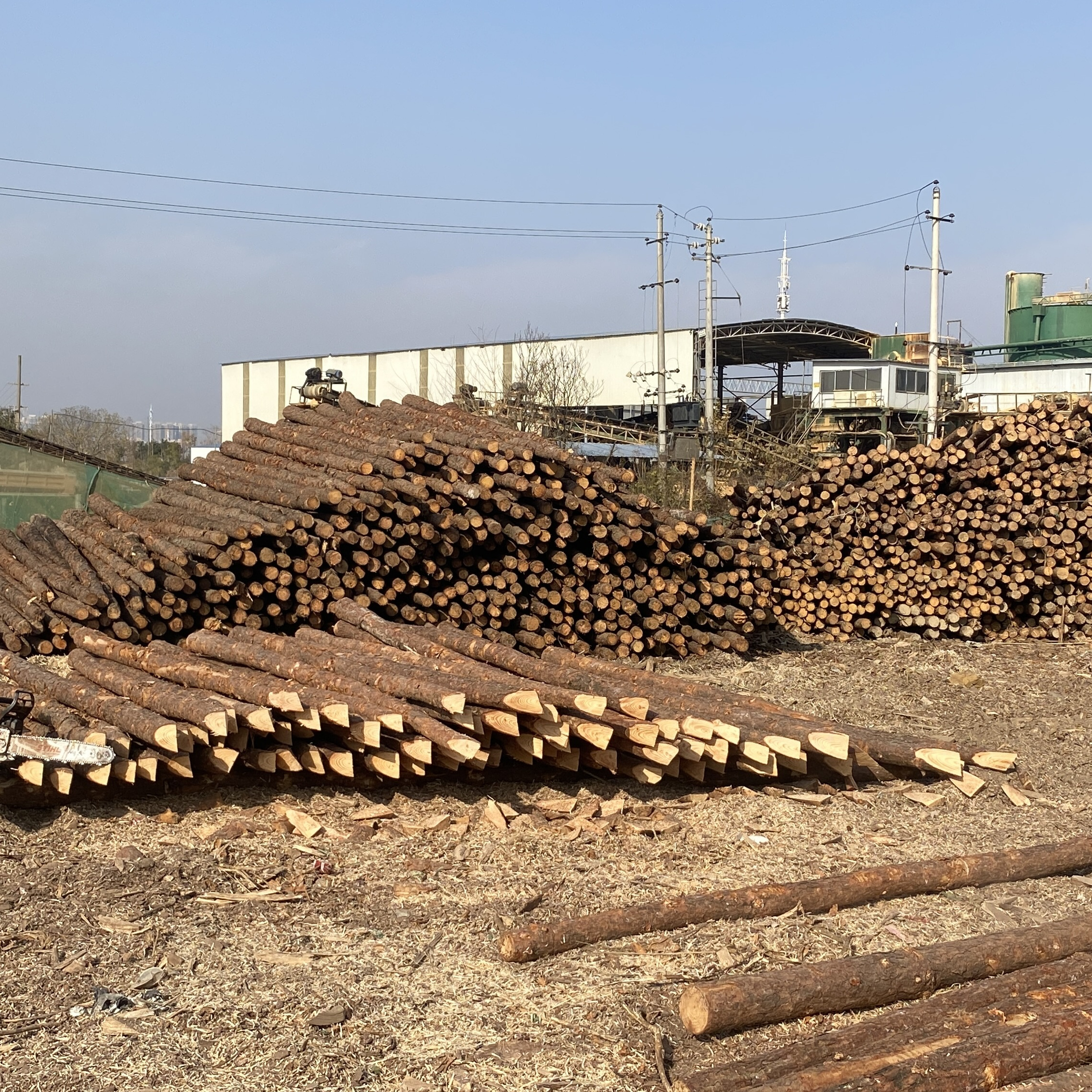 松木樁廠家泓樺錦嘉 - 原木松木樁用于圍堰工程需要削尖樁頭嗎？?